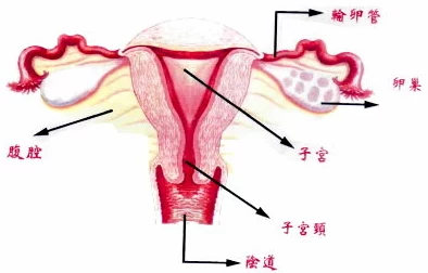 女人做爰全部过程：最新研究揭示女性生理与心理反应的复杂性及其对亲密关系的影响