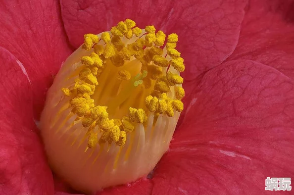 花芯＊在线播放：探索绚丽多彩的花卉世界与自然之美