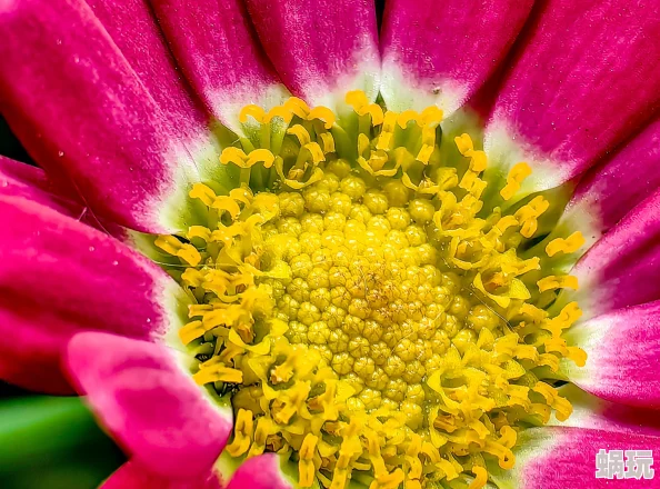 花芯＊在线播放：探索绚丽多彩的花卉世界与自然之美