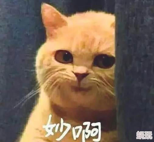 free日本xxxx另类hd，内容丰富多样，给人耳目一新的感觉，非常值得一看！
