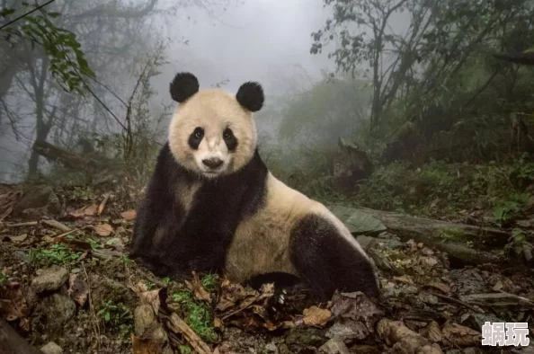 功夫熊猫3网友认为这部电影在视觉效果和幽默感上都很出色，但剧情略显平淡，期待更多角色的发展与深度