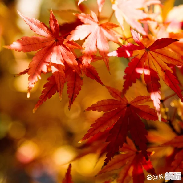 枫叶图片引发热议网友分享秋季美景感受自然之美与心灵的宁静