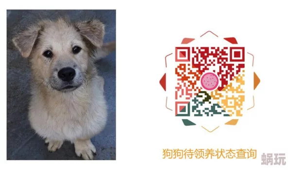 1024你懂得爱狗人士用心呵护每一只狗狗传递温暖与关爱让世界更美好